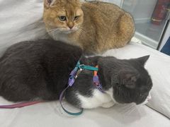 -爱洗澡的猫(天河路店)