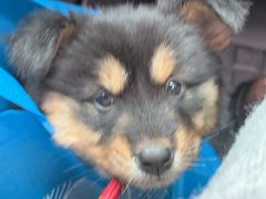 -桂林市花鸟市场