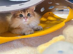 -猫大福·Fortune Cat猫舍(百子湾店)