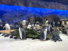 -凯莉-塔尔敦海洋生物水族馆