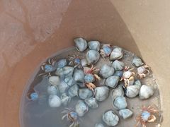 -红树林天天赶海
