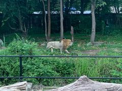 -清迈夜间动物园