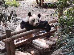 -深圳野生动物园