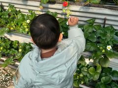 -大自然农场蔬菜草莓采摘园