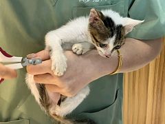 -御宝贝·A梦猫科宠物医院(国际猫友好医院)
