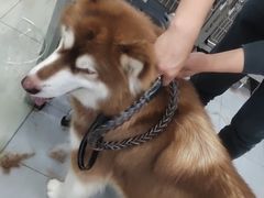 -宠福鑫康馨动物医院·骨科·眼科