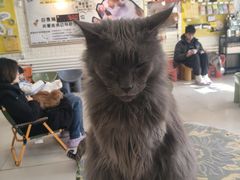-平行世界·猫咖(首经贸店)