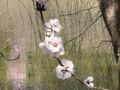 -桃花堤公园