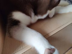 -Husky Go! 哈士奇体验馆·宠物咖啡厅狗咖