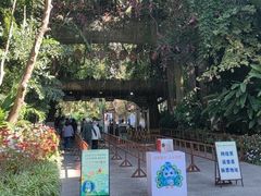 -西双版纳原始森林公园
