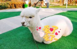 -萌宠亲子动物乐园(槐房万达店)