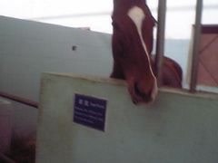 -松声马术俱乐部