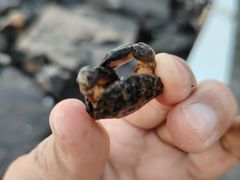 -麦哲伦丝绸度假村