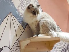 -滚猫咖啡·猫咖·猫友好撸猫(未来城店)