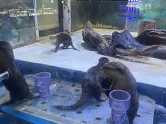 -华夏文旅海洋公园