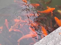 -千岛湖鱼味馆(十字街总店)