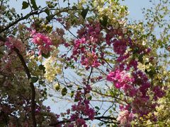 -深圳国际园林花卉博览园