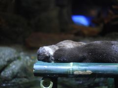 -暹罗海洋世界