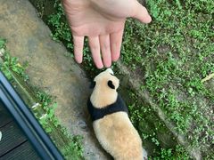 -都江堰中华大熊猫苑