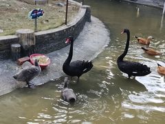 -灵玲国际马戏城