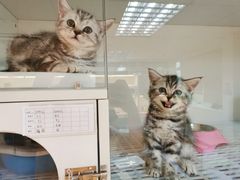 -lincat·猫舍(广州店)