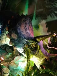 -恐龙探索乐园(磁器口店)