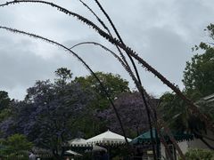 -墨尔本皇家植物园