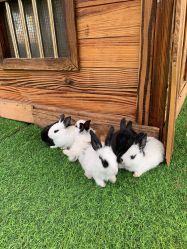 -萌宠亲子动物乐园(槐房万达店)