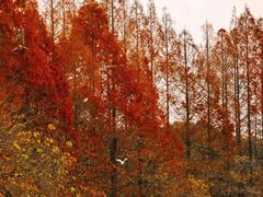 -白鹭湾湿地公园