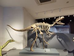 -自贡恐龙博物馆