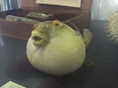 -上海海洋大学鱼文化博物馆(军工路校区)