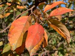 -永定河休闲森林公园