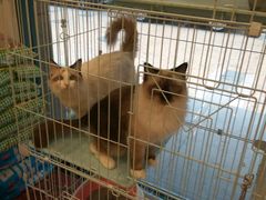 -多卡布奇宠物生活馆(上林世家店)