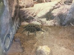 -上海大自然野生昆虫馆(东方明珠·爬宠昆虫探索中心)