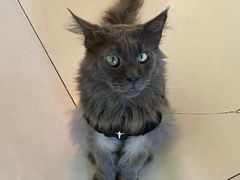 -平行世界·猫咖(首经贸店)