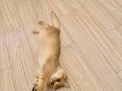 -东方名猫馆·英短金渐层布偶猫舍(环线广场1号楼店)