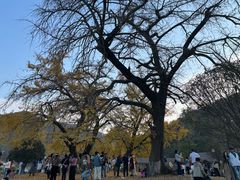 -千年银杏谷文化旅游区