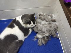 -创凡宠物医院·骨专科  猫科中心(西乡分院)