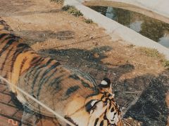 -泉州海丝野生动物世界