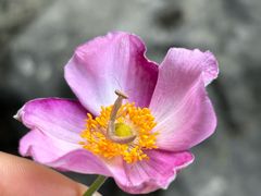 -华蓥山天意谷景区