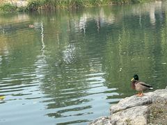 -皇家御河游(紫御湾码头)