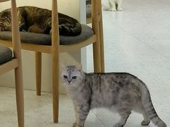 -喵园·猫主题咖啡厅·撸猫·猫咖(国贸店)