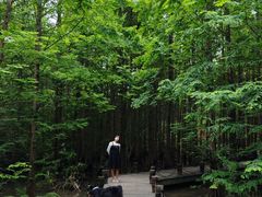 -桤木河湿地公园