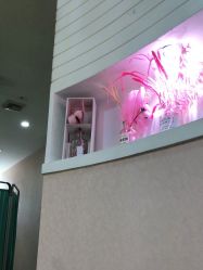 -云南吴氏嘉美医疗美容医院