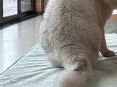 -派联宠物医院·24h·CT·异宠