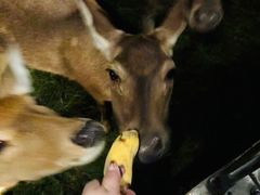 -清迈夜间动物园