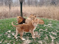 -北京野生动物园