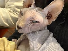 -平行世界·猫咖(首经贸店)
