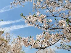 -西北湖绿化广场