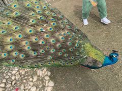 -东平国家森林公园
